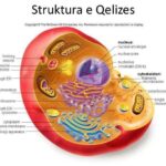 qeliza